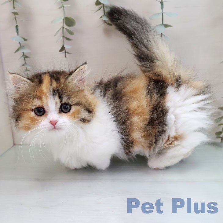 福岡県のマンチカン (ペットプラス 八幡東店/2026年1月19日生まれ/女の子/ブラウンパッチドタビーホワイト)の子猫の2枚目の画像