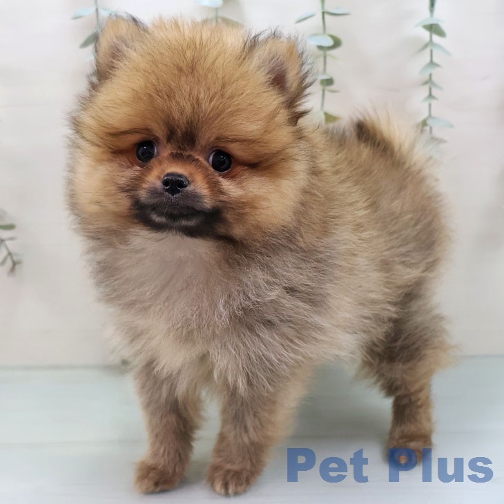 福岡県のポメラニアン (ペットプラス ららぽーと福岡店/2026年1月19日生まれ/男の子/オレンジ)の子犬の1枚目の画像