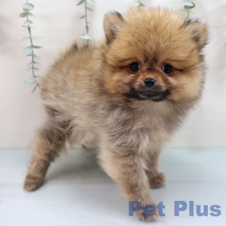 福岡県のポメラニアン (ペットプラス ららぽーと福岡店/2026年1月19日生まれ/男の子/オレンジ)の子犬の2枚目の画像