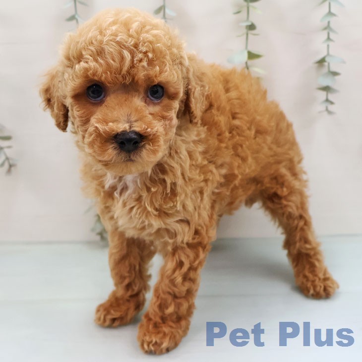 トイ・プードルの写真2