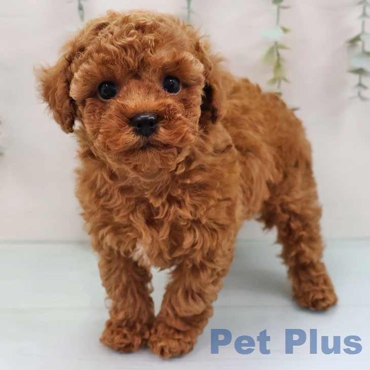 トイ・プードル