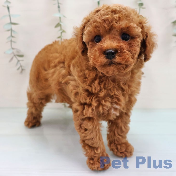 トイ・プードルの写真2