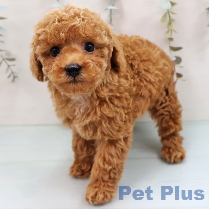 トイ・プードル