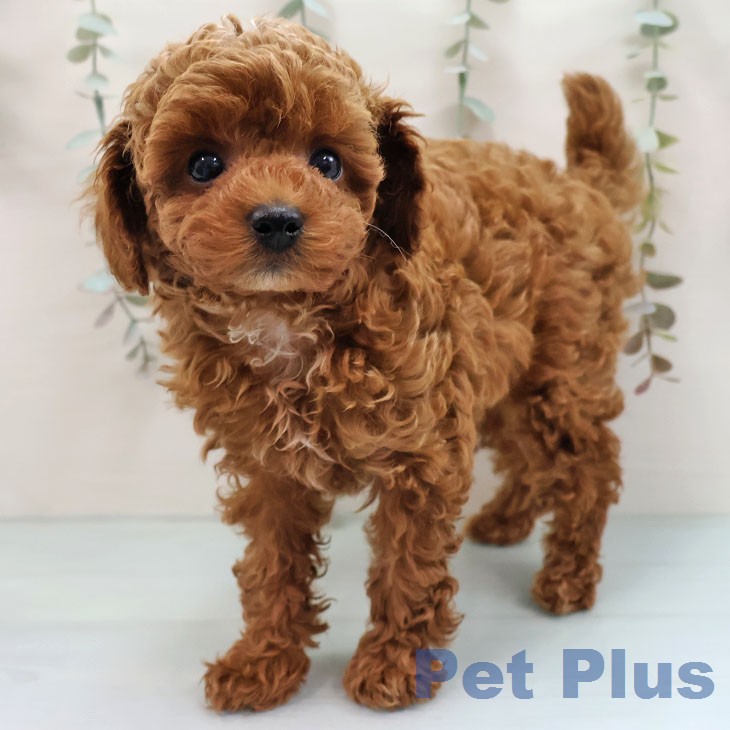 トイ・プードルの写真2