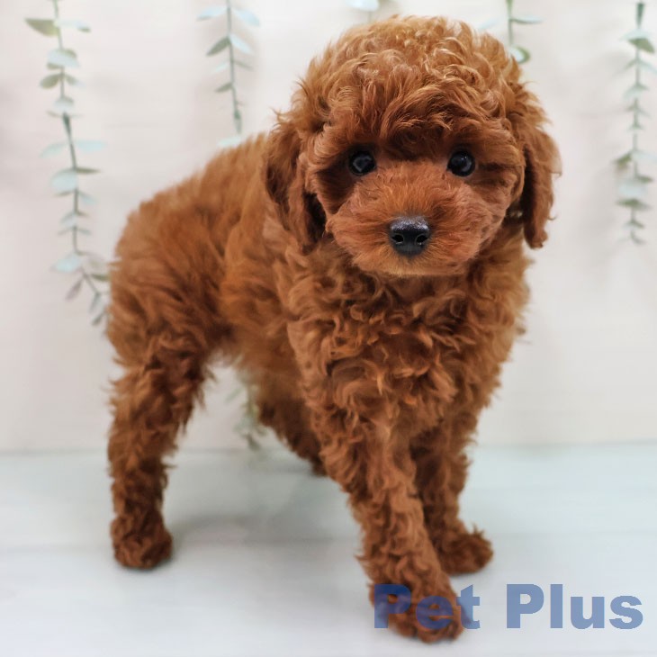 トイ・プードル