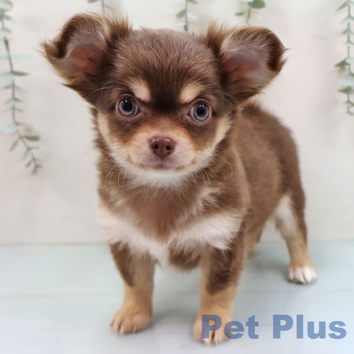 福岡県のチワワ(ロング) (ペットプラス 香椎浜店/2026年1月16日生まれ/男の子/チョコレートタンホワイト)の子犬の1枚目の画像