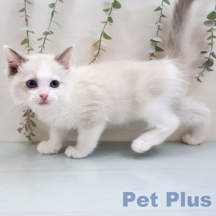 福岡県のラグドール (ペットプラス 小倉南店/2026年1月19日生まれ/男の子/ブルーポイントバイカラー)の子猫の2枚目の画像