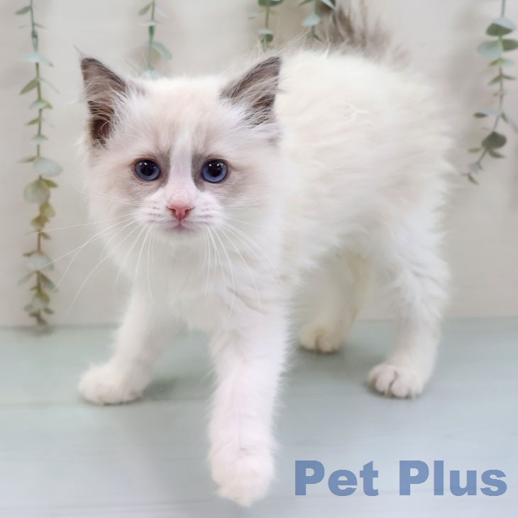鹿児島県のラグドール (ペットプラス 姶良店/2026年1月19日生まれ/女の子/ブルーポイントバイカラー)の子猫の1枚目の画像