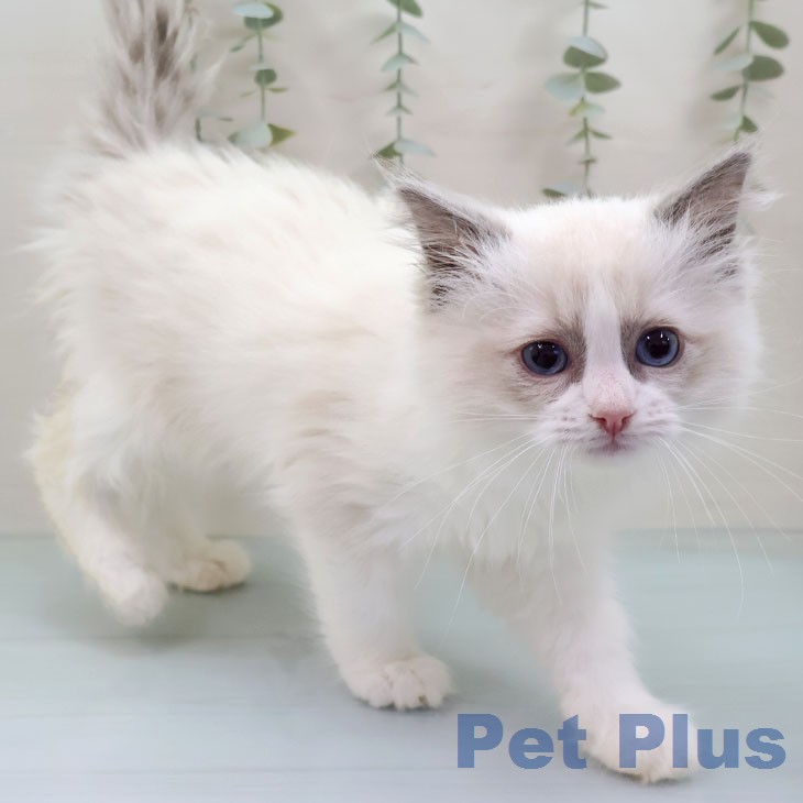 鹿児島県のラグドール (ペットプラス 姶良店/2026年1月19日生まれ/女の子/ブルーポイントバイカラー)の子猫の2枚目の画像