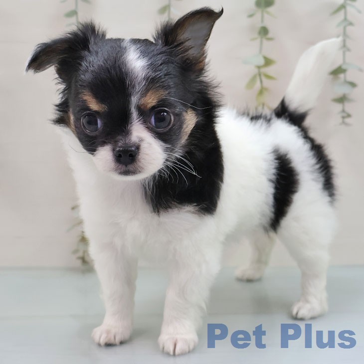 福岡県のチワワ(ロング) (ペットプラス MARK IS 福岡ももち店/2026年1月24日生まれ/女の子/ホワイトブラックタン)の子犬の2枚目の画像