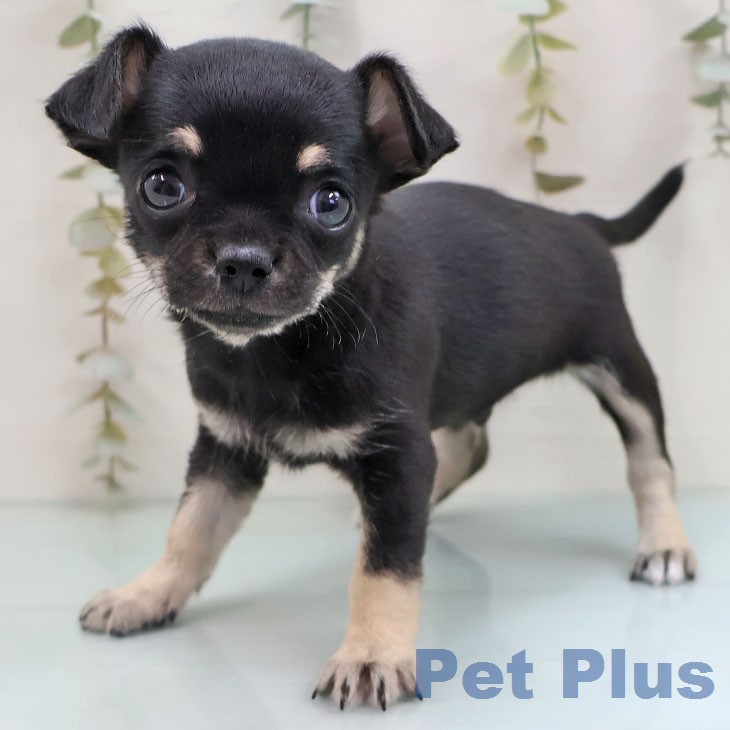 茨城県のチワワ(ロング) (ペットプラス つくば店/2026年1月28日生まれ/男の子/ブラックタン)の子犬の1枚目の画像