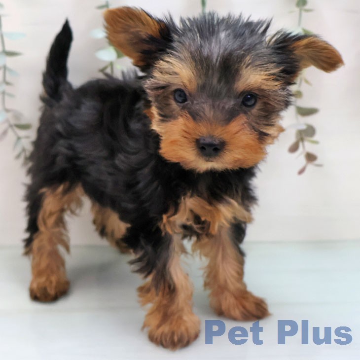 東京都のヨークシャーテリア (ペットプラス 日の出店/2026年1月21日生まれ/男の子/スチールブルータン)の子犬