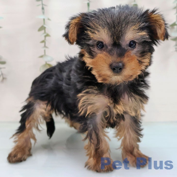 千葉県のヨークシャーテリア (ペッツワン 千葉ニュータウン店/2026年1月21日生まれ/女の子/スチールブルータン)の子犬の1枚目の画像
