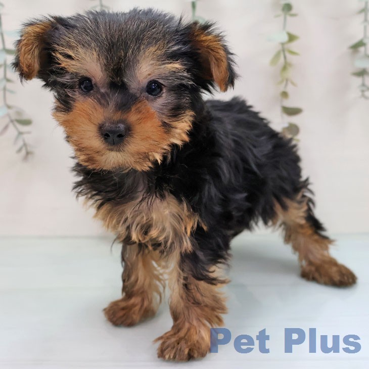 千葉県のヨークシャーテリア (ペッツワン 千葉ニュータウン店/2026年1月21日生まれ/女の子/スチールブルータン)の子犬の2枚目の画像