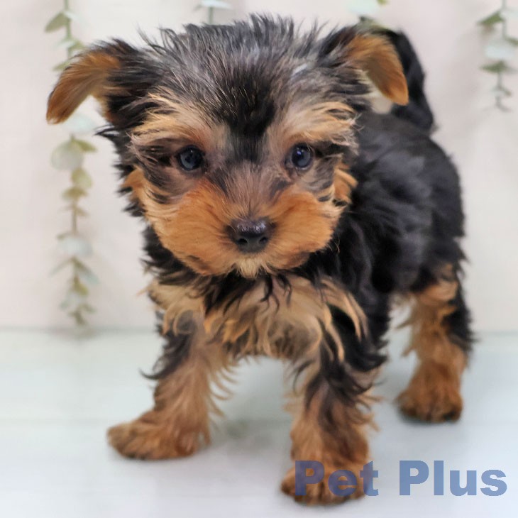 福岡県のヨークシャーテリア (ペットプラス ららぽーと福岡店/2026年1月21日生まれ/女の子/スチールブルータン)の子犬の1枚目の画像