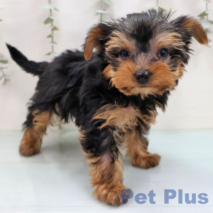 福岡県のヨークシャーテリア (ペットプラス ららぽーと福岡店/2026年1月21日生まれ/女の子/スチールブルータン)の子犬の2枚目の画像