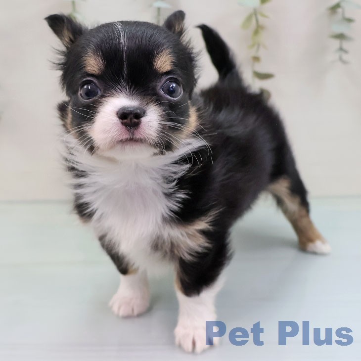 埼玉県のチワワ(ロング) (ペットプラス 羽生店/2026年1月28日生まれ/男の子/ブラックタンホワイト)の子犬