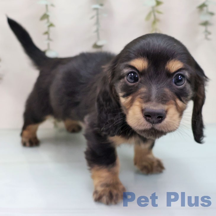 ミニチュア・ダックスフンド