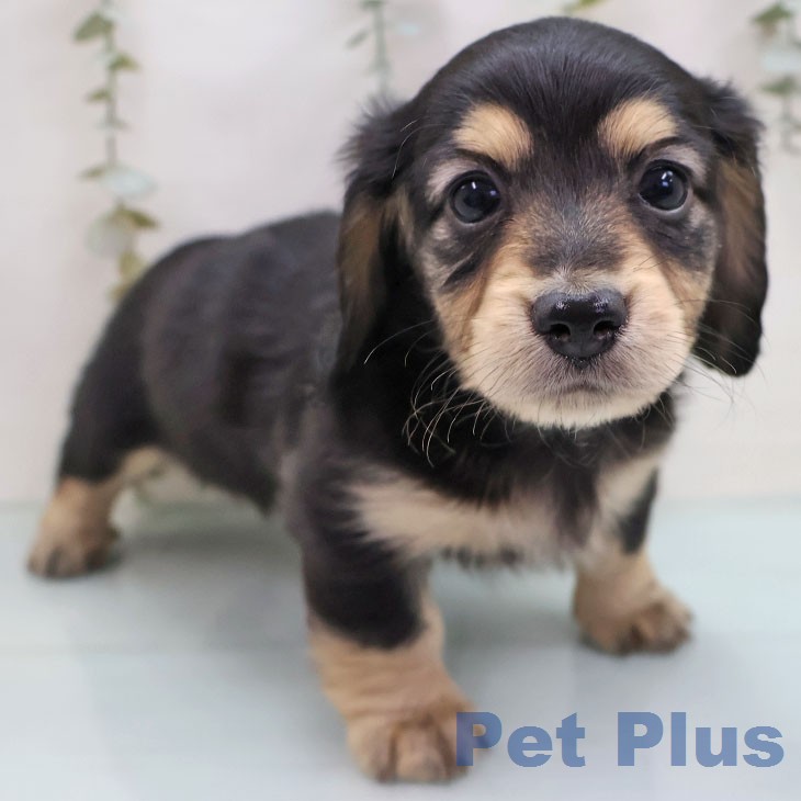 宮崎県のミニチュアダックスフンド(ロング) (ペットプラス 宮崎店/2026年1月26日生まれ/女の子/ブラックタン)の子犬の1枚目の画像