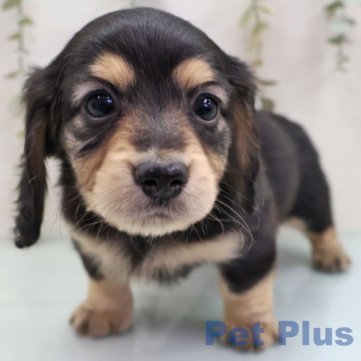 宮崎県のミニチュアダックスフンド(ロング) (ペットプラス 宮崎店/2026年1月26日生まれ/女の子/ブラックタン)の子犬の2枚目の画像