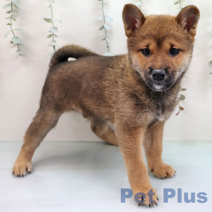 福岡県の柴犬(標準サイズ) (ペットプラス 八幡東店/2026年1月28日生まれ/男の子/赤)の子犬の1枚目の画像