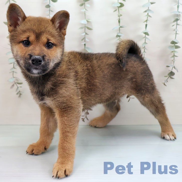 福岡県の柴犬(標準サイズ) (ペットプラス 八幡東店/2026年1月28日生まれ/男の子/赤)の子犬の2枚目の画像