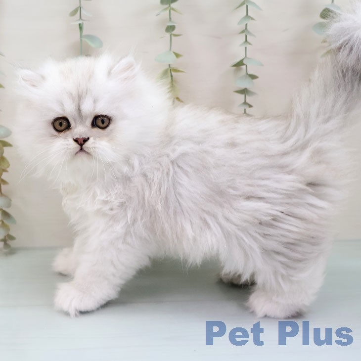 ペルシャの写真2