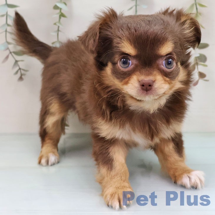 熊本県のチワワ(ロング) (ペットプラス 熊本店/2026年1月20日生まれ/女の子/チョコレートタンホワイト)の子犬の1枚目の画像