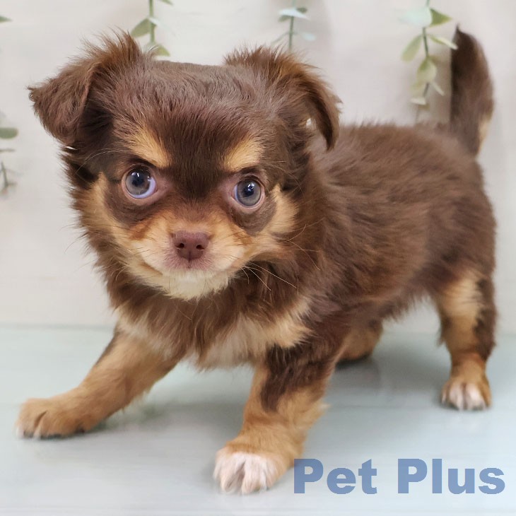 熊本県のチワワ(ロング) (ペットプラス 熊本店/2026年1月20日生まれ/女の子/チョコレートタンホワイト)の子犬の2枚目の画像