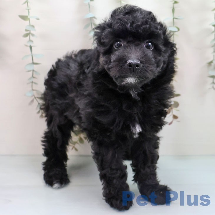 トイ・プードル