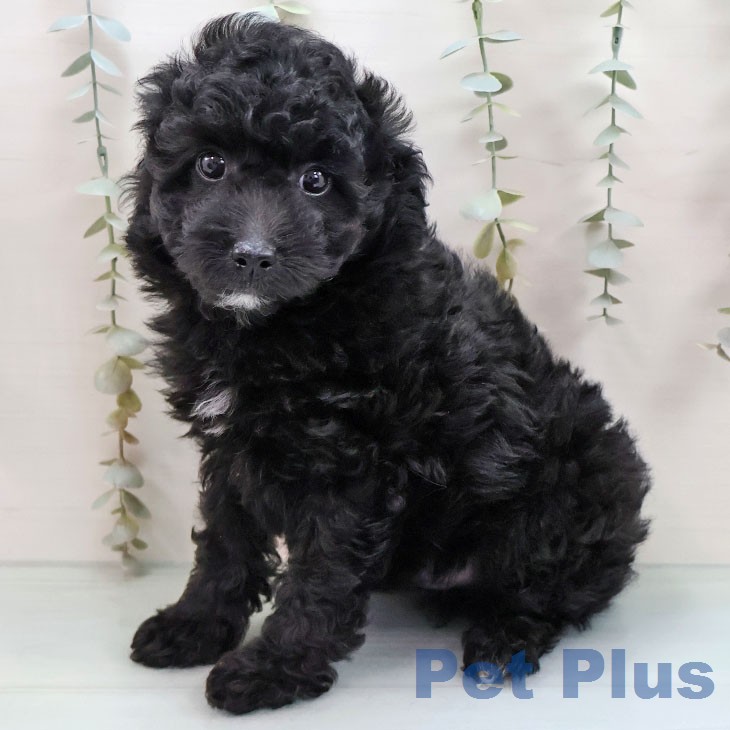 トイ・プードルの写真2