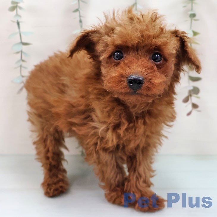 沖縄県のトイプードル(トイ) (ペットプラス 沖縄ライカム店/2026年1月27日生まれ/男の子/レッド)の子犬の1枚目の画像