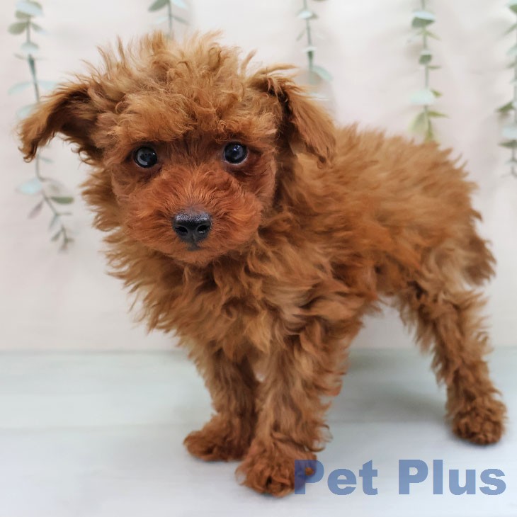 沖縄県のトイプードル(トイ) (ペットプラス 沖縄ライカム店/2026年1月27日生まれ/男の子/レッド)の子犬の2枚目の画像