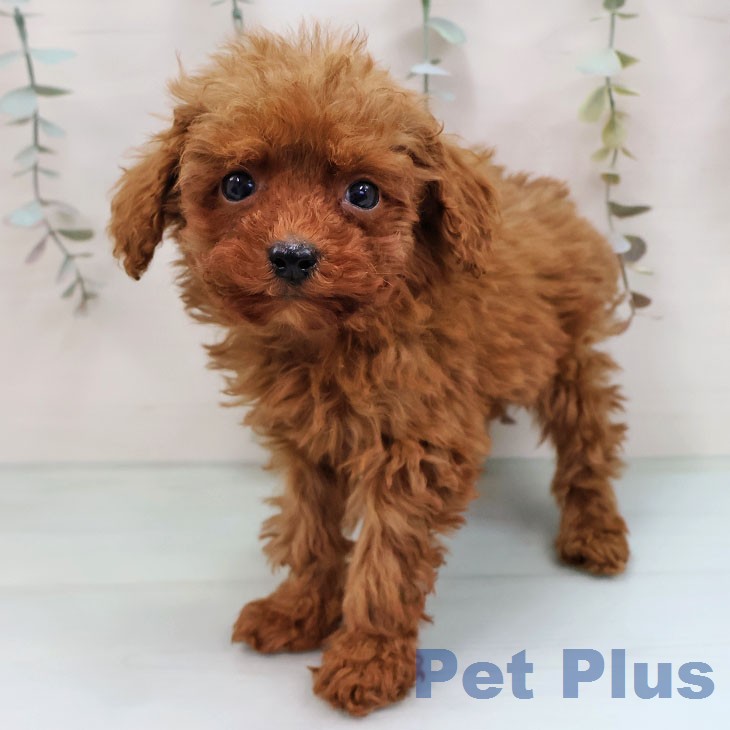 福岡県のトイプードル(トイ) (ペットプラス 福岡伊都店/2026年1月27日生まれ/男の子/レッド)の子犬の1枚目の画像