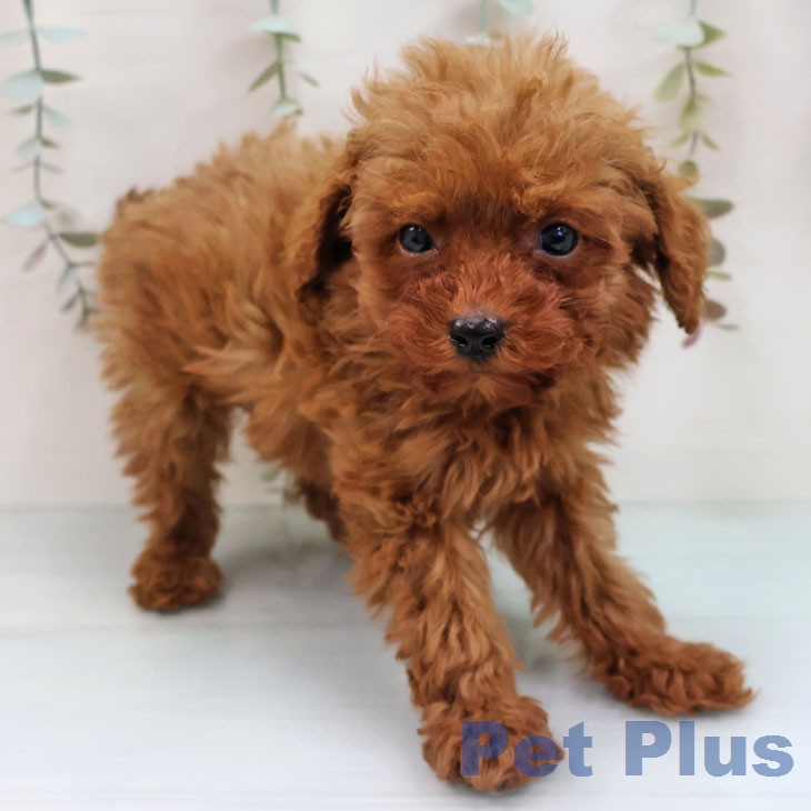 福岡県のトイプードル(トイ) (ペットプラス 福岡伊都店/2026年1月27日生まれ/男の子/レッド)の子犬の2枚目の画像