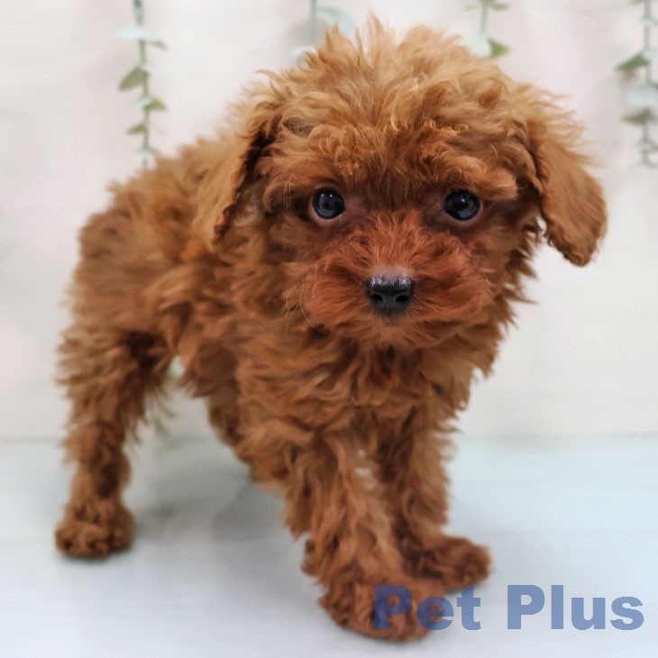 宮崎県のトイプードル(トイ) (ペットプラス 宮崎店/2026年1月27日生まれ/女の子/レッド)の子犬の1枚目の画像