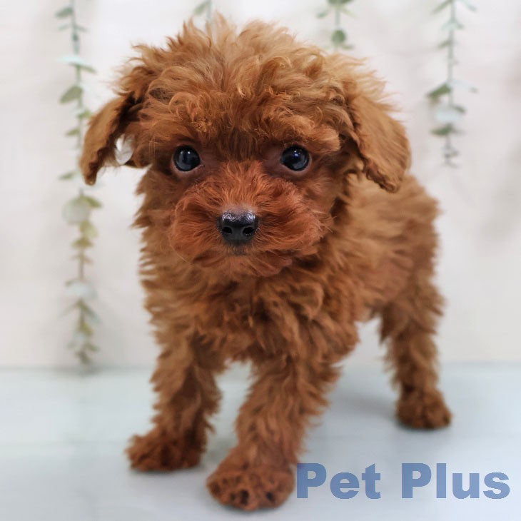 宮崎県のトイプードル(トイ) (ペットプラス 宮崎店/2026年1月27日生まれ/女の子/レッド)の子犬の2枚目の画像