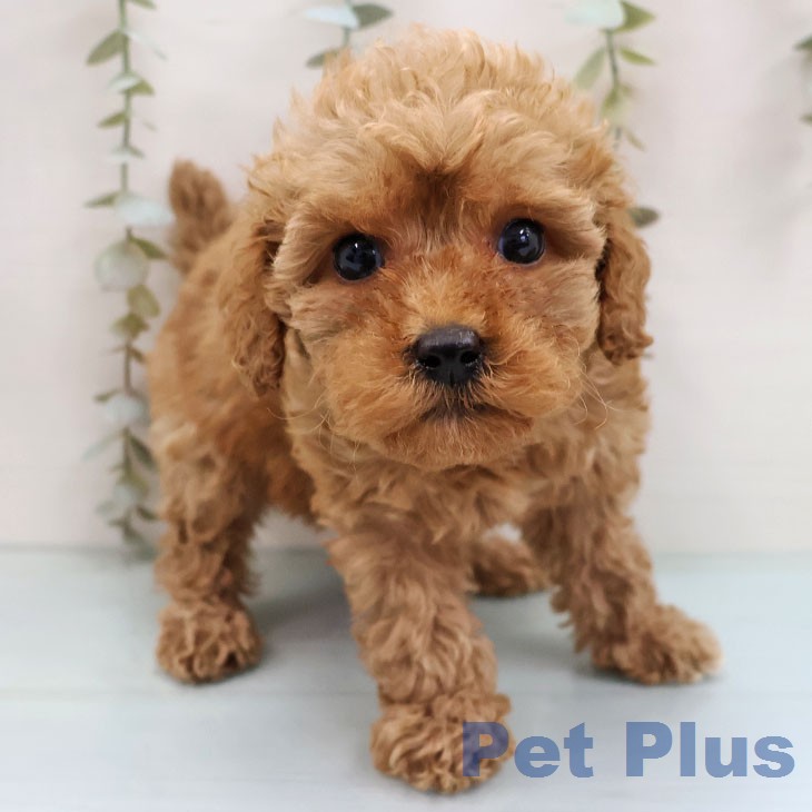 トイ・プードルの写真2