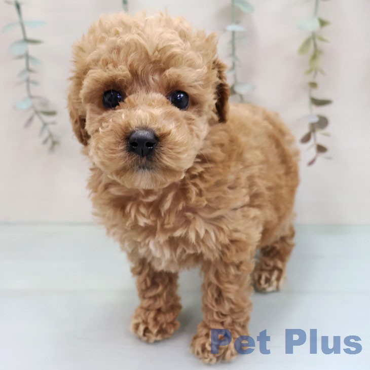 沖縄県のトイプードル(トイ) (ペットプラス 沖縄ライカム店/2026年1月27日生まれ/女の子/アプリコット)の子犬の1枚目の画像
