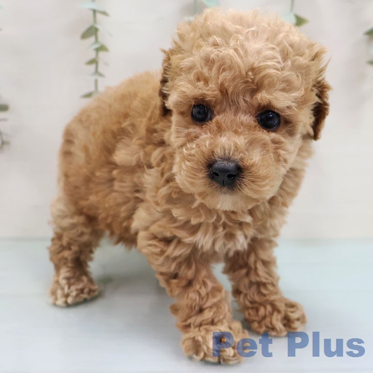 沖縄県のトイプードル(トイ) (ペットプラス 沖縄ライカム店/2026年1月27日生まれ/女の子/アプリコット)の子犬の2枚目の画像