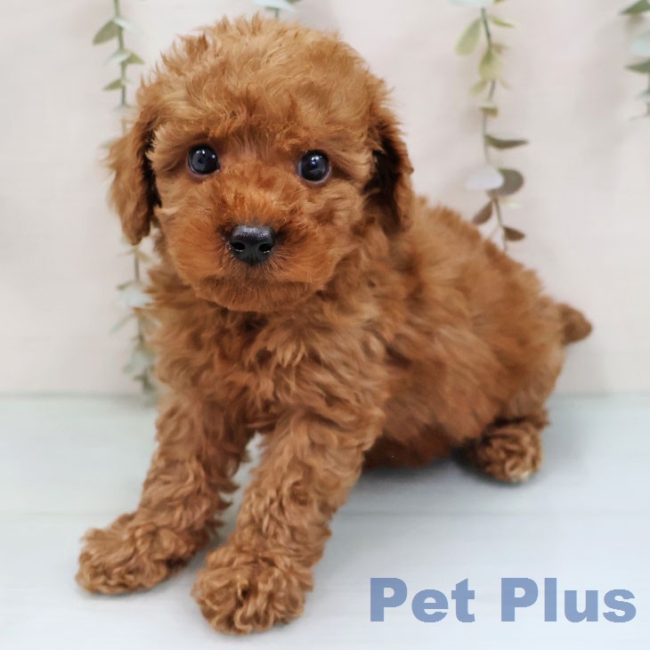 福岡県のトイプードル(トイ) (ペットプラス MARK IS 福岡ももち店/2026年1月27日生まれ/女の子/レッド)の子犬