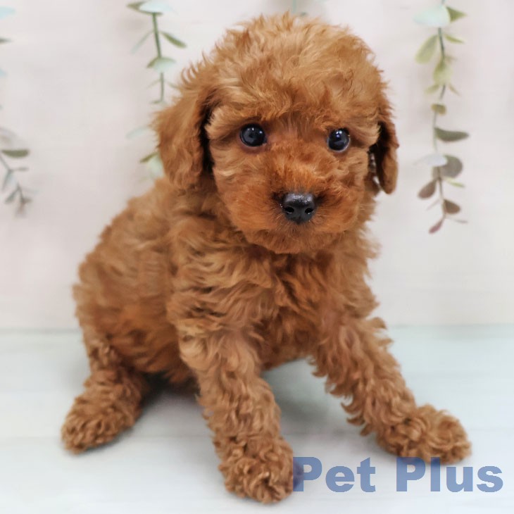 福岡県のトイプードル(トイ) (ペットプラス MARK IS 福岡ももち店/2026年1月27日生まれ/女の子/レッド)の子犬の2枚目の画像