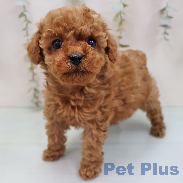 トイ・プードル