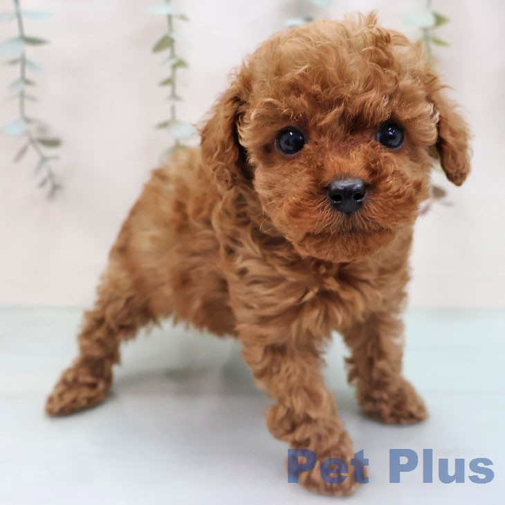 トイ・プードルの写真2