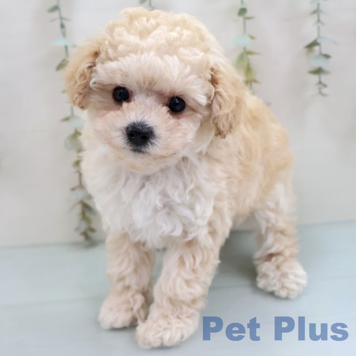 福岡県のトイプードル(トイ) (ペットプラス 八幡東店/2026年1月29日生まれ/男の子/クリーム)の子犬の1枚目の画像