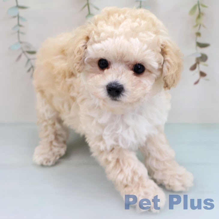 福岡県のトイプードル(トイ) (ペットプラス 八幡東店/2026年1月29日生まれ/男の子/クリーム)の子犬の2枚目の画像