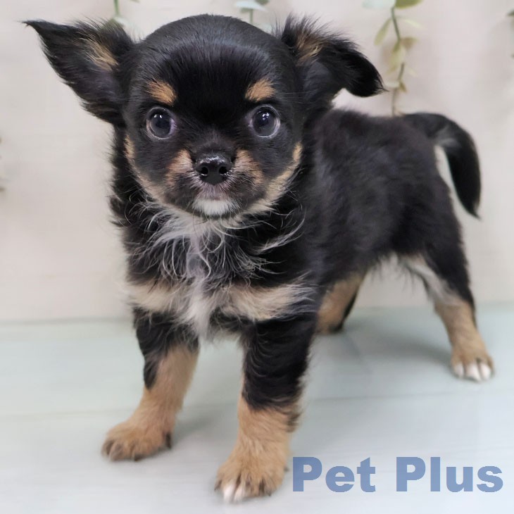 福岡県のチワワ(ロング) (ペットプラス 福岡店/2026年1月29日生まれ/男の子/ブラックタンホワイト)の子犬の1枚目の画像