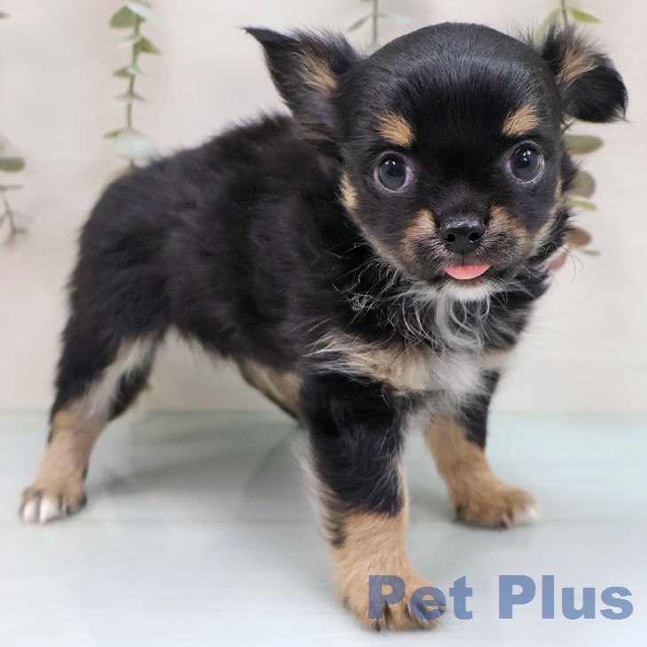 福岡県のチワワ(ロング) (ペットプラス 福岡店/2026年1月29日生まれ/男の子/ブラックタンホワイト)の子犬の2枚目の画像