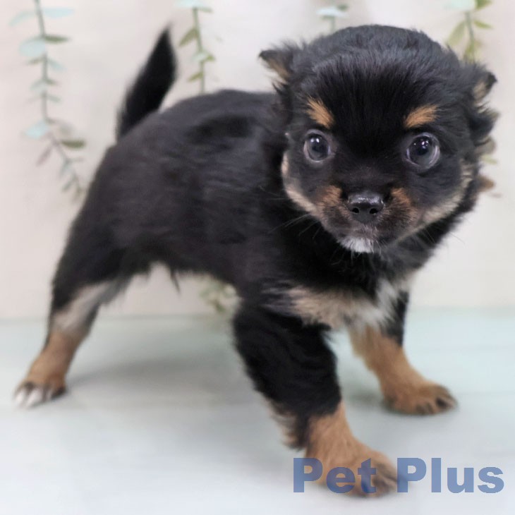 福岡県のチワワ(ロング) (ペットプラス 黒崎店/2026年1月29日生まれ/女の子/ブラックタンホワイト)の子犬の2枚目の画像