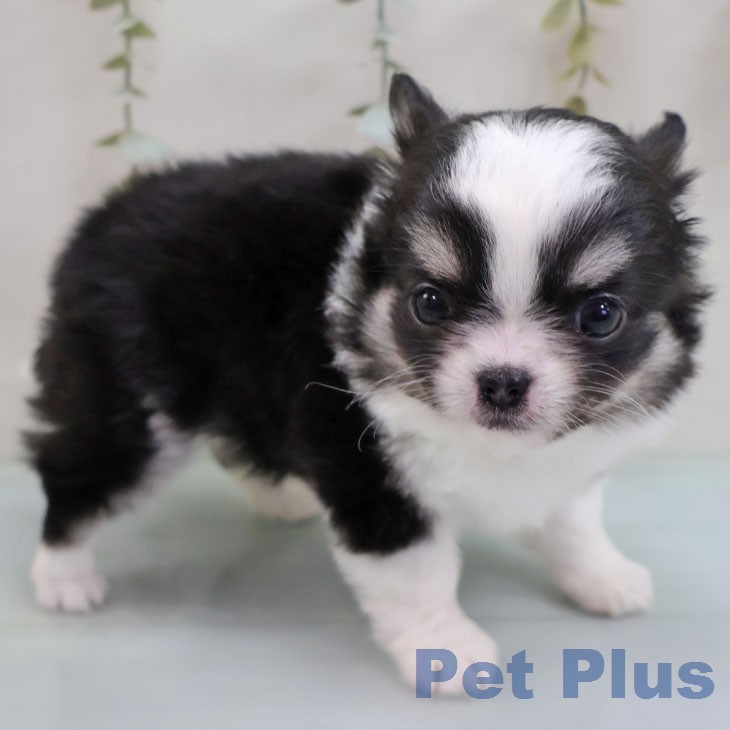 福岡県のチワワ(ロング) (ペットプラス MARK IS 福岡ももち店/2026年1月26日生まれ/女の子/ブラックタンホワイト)の子犬